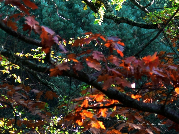 Bois des moutiers fall 2012 (73)